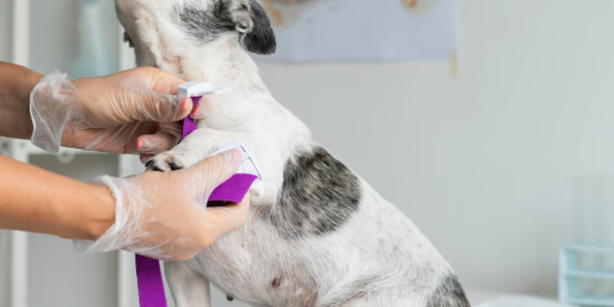 The Best Pet Daycare: A Home Away from Home