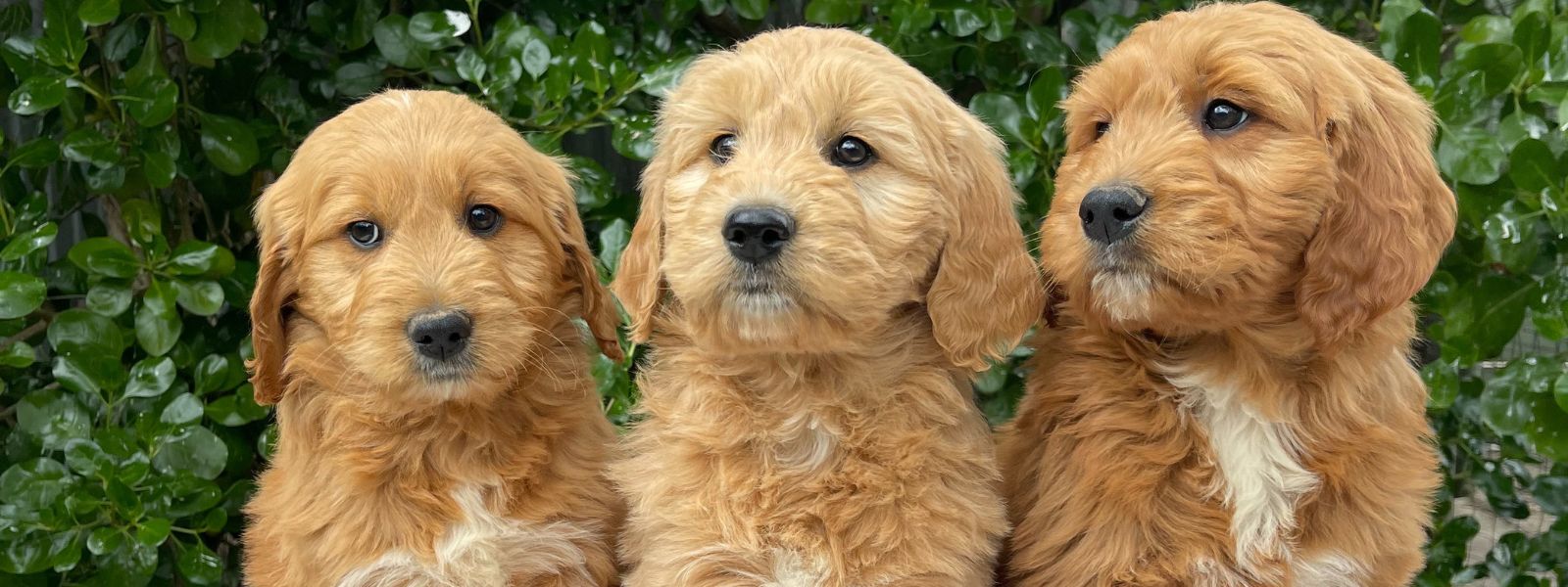 Groodle Puppies for Sale Melbourne