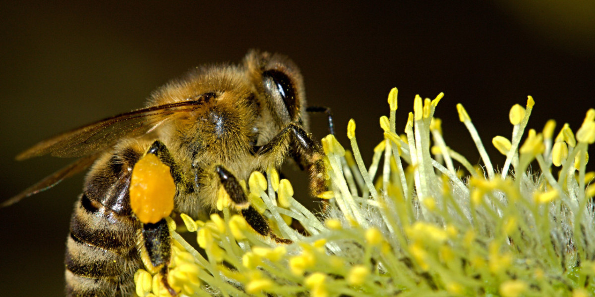 Unraveling the Enigmatic Journey of the Queen Bee: A Fascinating Insight