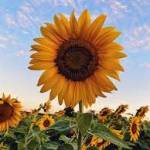 sunflower36002 Profile Picture