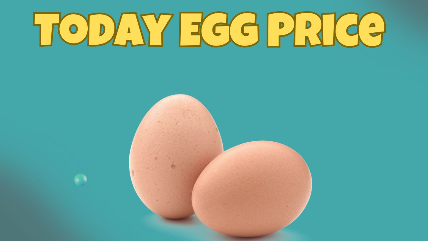todayegg rate Profile Picture